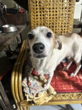 A small, wide-eyed chihuahua with a scruffy tan and white coat stands on a wicker chair, looking up at the camera with an alert expression. The image accompanies a post promoting the $JACKSAM coin, a Robinhood Chain token (CA: 0x60F8eaE2FecCfce0a8852C0B7E083733883D024B) aimed at supporting Samantha and her animals' treatment, suggesting the dog pictured may be one of the rescues the coin helps fund.