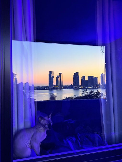 A Sphynx cat sits by a window gazing at a city skyline at dusk, bathed in cool blue light, perfectly mirroring the post's sentiment of a hairless "cat coin" watching for the supercycle on the horizon. The serene twilight view from inside the dimly lit room creates a contemplative mood that matches the hopeful, watchful tone of the message tagging @artsch00lreject.
