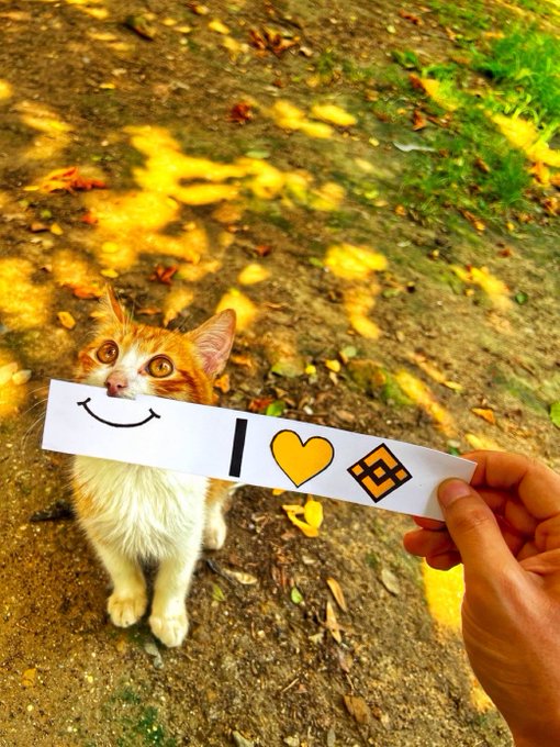 An orange and white cat looks up at a hand holding a paper reading "I ❤ 🟧" (a smiling face, a heart, and the BNB logo), symbolizing the user's enthusiastic support for the BNB ecosystem and their discovery of the $BNBCAT meme token after CZ shared the cat image.
