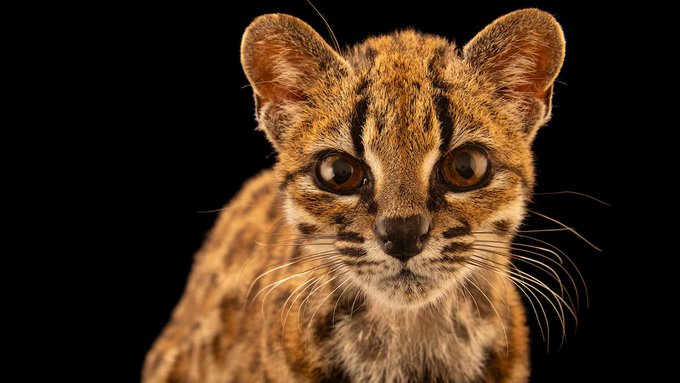 A close-up portrait of a small wild cat with brown spotted fur and large, expressive eyes stares directly at the camera against a black background.