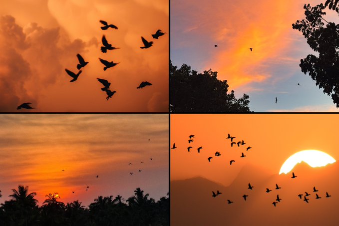 A four-panel composite shows silhouetted birds flying against warm orange and pink sunset skies, with the sun visible in two panels.