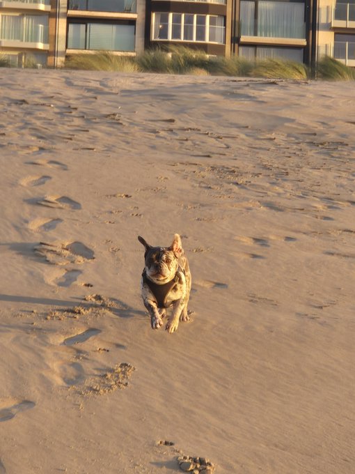 A small brindle French Bulldog with short tail sitting on sand at a beach, with footprints visible and a building in the background.