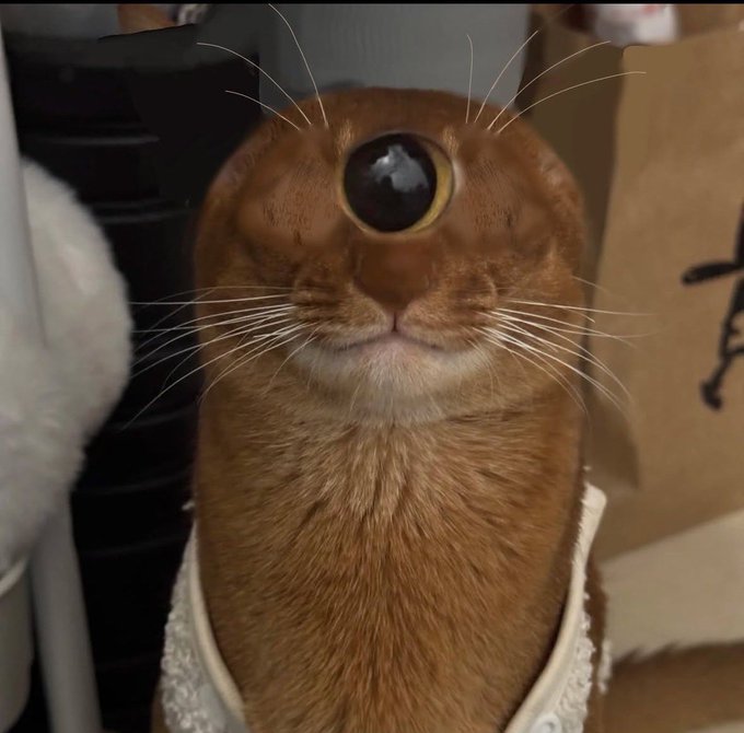 A ginger cat with large, soulful eyes gazes upward while wearing a white bib, looking adorable next to a cardboard box. The playful image appears paired with a Pump.fun coin link (Frv3gL3Pc), likely serving as a meme coin mascot to attract attention with its wholesome, endearing appeal.