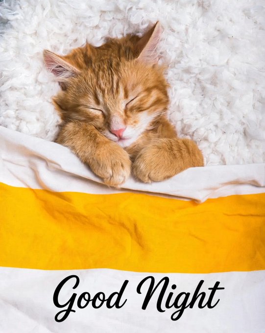 An orange tabby kitten sleeps curled up on a white fluffy rug above a yellow and white blanket, with the text 'Good Night' in elegant script.
