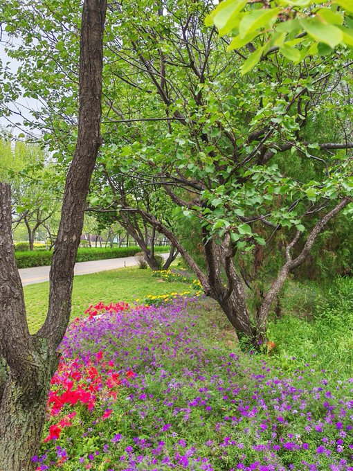 Park scene featuring trees with green foliage and a vibrant flower bed with red and purple blossoms in the foreground, with a paved pathway visible in the background.