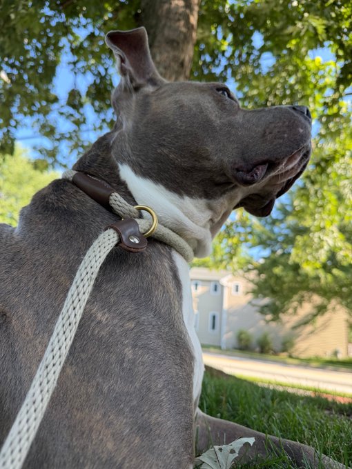 A close-up profile photo of a gray and white pit bull-type dog sitting on grass with a rope leash, looking off into the distance.