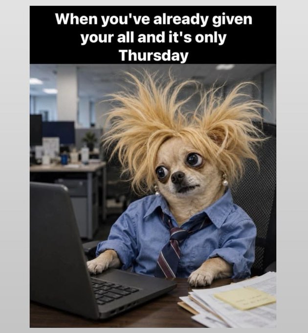 A humorous meme showing a dog in a messy blonde wig and blue dress shirt typing on a laptop, captioned 'When you've already given your all and it's only Thursday'.
