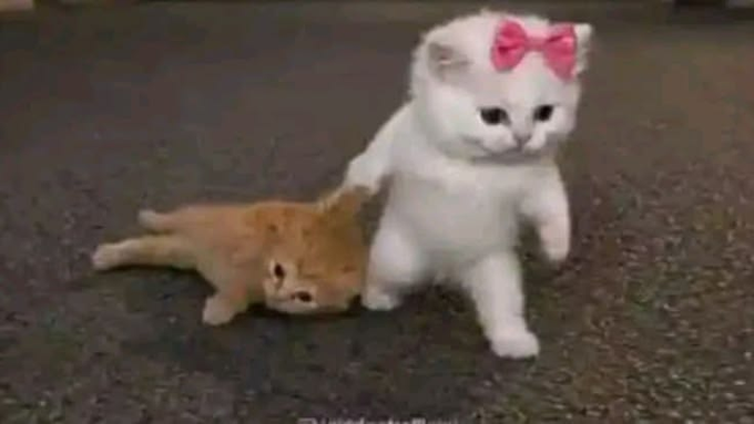 A white kitten with a pink bow stands on its hind legs while holding down an orange kitten that lies on the ground, appearing to pin it. The playful yet dominant pose of the bow-wearing kitten humorously illustrates the post's message about early mints dominating weaker projects in the competitive NFT space.