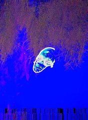 An artistic thermal or filtered image showing a bright blue jellyfish-like form against a dark background with reddish-orange branches or roots above and dark linear elements below.