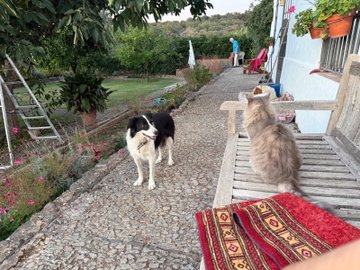 Two dogs, one black-and-white and one fluffy light-colored, standing on a stone pathway near a wooden bench with a red patterned rug in an outdoor garden setting.