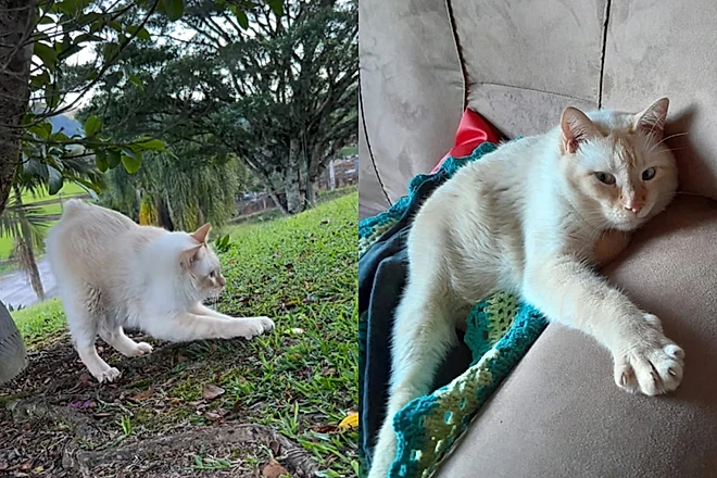 A side-by-side image shows a white cat stretching outdoors on grass in the left panel and lounging on a couch indoors in the right panel, likely showcasing a pet featured in the $Gatoelho Solana meme token promotion.