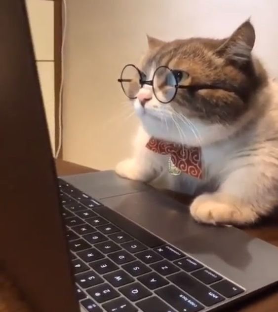 A tabby cat wearing round glasses and a red bandana sits at a laptop keyboard, appearing to work diligently on a MacBook. The image humorously relates to the post by depicting the "focused trader" persona waiting to identify the next Solana meme coin runner after $ANSEM.