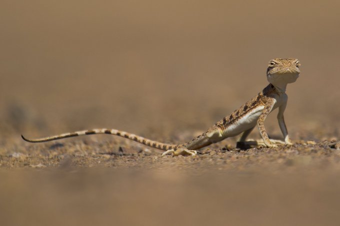 A small lizard with a long striped tail stands on sandy ground in a desert-like setting.