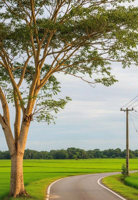 The image features an empty road surrounded by lush green fields, with a large tree growing next to it. The scene appears to be set in a rural area or countryside, possibly near a rice field. There are no people visible in the photo, which adds to the serene atmosphere of the location.