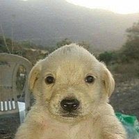 A close-up portrait of a fluffy white Golden Retriever puppy sitting against a hazy mountain landscape background.