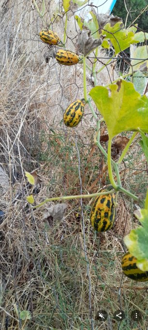 Several yellow and green striped gourds growing on a vine along a wire fence with dried grass in the background.