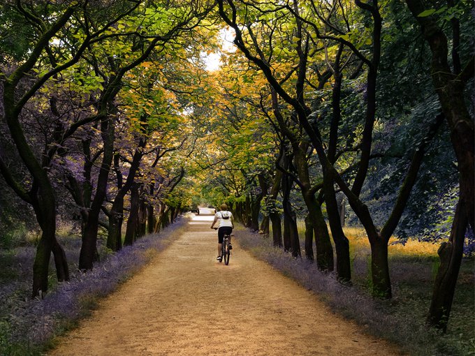 A cyclist rides down a tree-lined dirt path bordered by purple wildflowers, with golden-green leaves forming a natural canopy overhead. The enchanting, almost magical woodland scene perfectly embodies the "Fairytale Corridor" concept, evoking the kind of dreamlike pathway one might find in a storybook illustration.