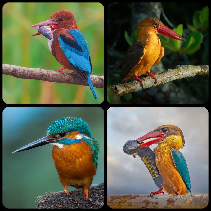 A 2x2 grid of four different, vibrantly colored kingfisher birds perched on branches, each holding a small fish in its beak.
