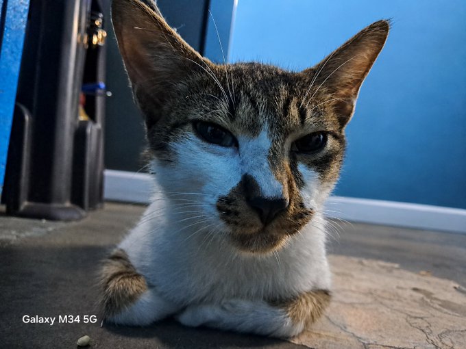 A close-up photo of a brown and white tabby cat resting on a wooden surface near a door, taken with a phone as indicated by the "Galaxy M34 5G" watermark.
