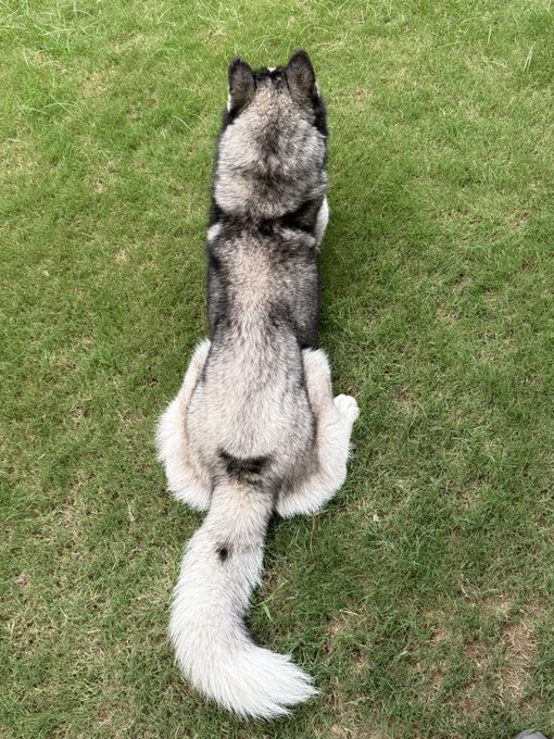 A black and white Siberian Husky sits on grass with its back to the camera, showing its distinctive markings and bushy tail.