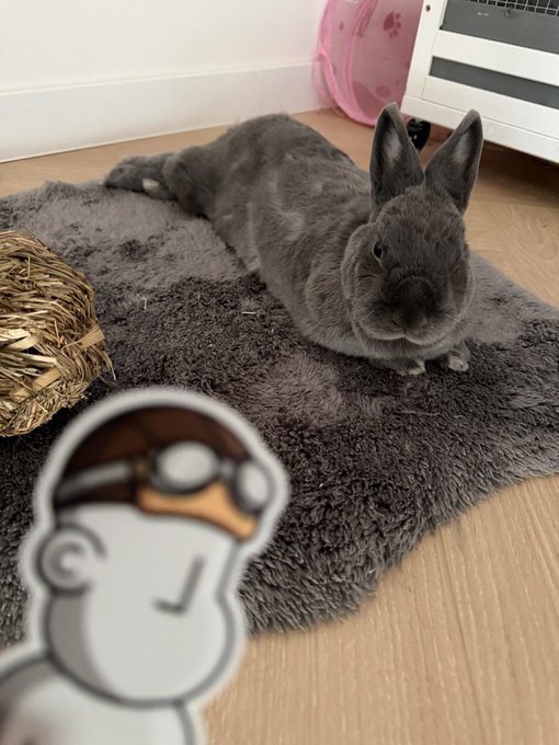 A gray rabbit with upright ears rests on a fluffy dark gray rug next to a woven grass mat, with a cartoon doctor character sticker overlaid in the foreground and a pink bucket visible in the background.