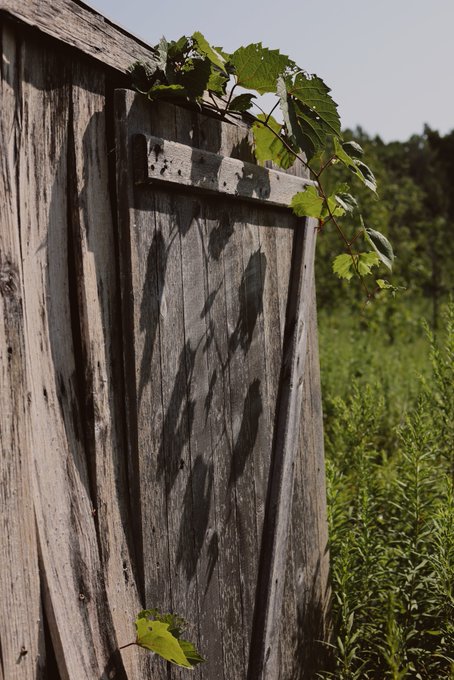 A weathered wooden fence or shed with leafy green vines growing over the top, set against a backdrop of green foliage.