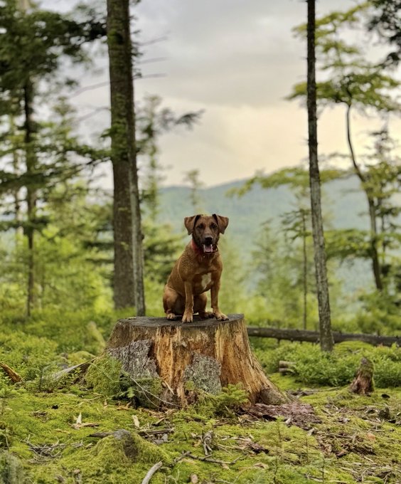 A brown dog sits on a tree stump in a lush, misty forest setting with tall trees, mossy green ground, and mountains visible in the background.