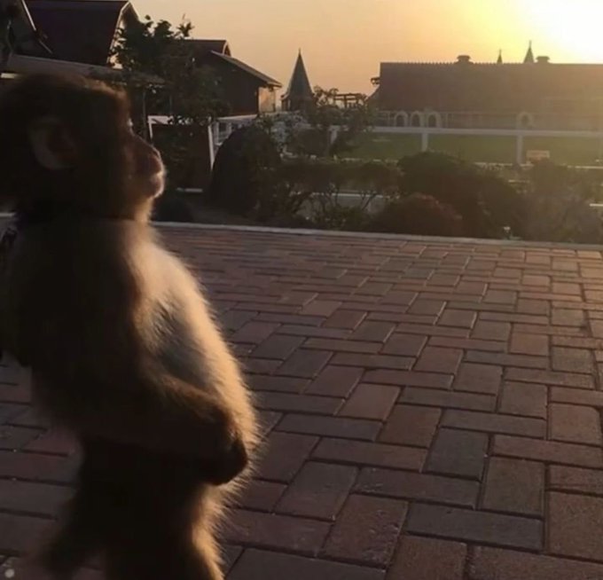 A small monkey sitting on a brick patio at sunset, looking out toward buildings and trees in the distance.