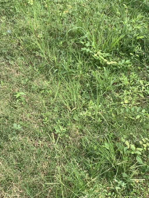 A close-up photograph of patchy green grass and various leafy weeds growing in a yard.