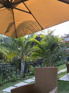 A patio view under a tan umbrella looks out over a tropical backyard with palm trees and wicker furniture, capturing a relaxed return to a sunny city home.