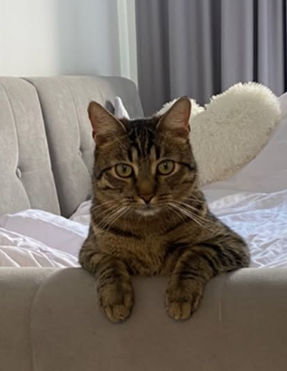 A tabby cat with striking green eyes lies on a bed, looking directly at the camera with a fluffy white tail visible behind it.