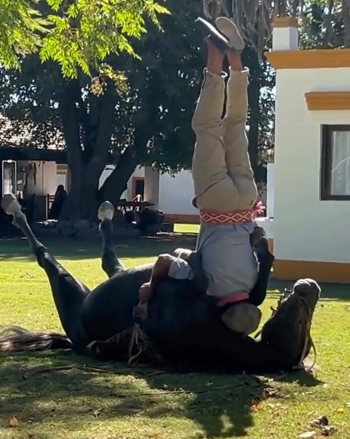 A person wearing tan pants with a colorful belt is doing a handstand on the back of a black horse lying on its back in a grassy yard.