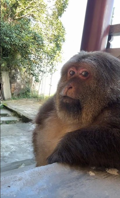 A close-up photograph of a monkey with a serious expression, sitting on a concrete surface near a red pillar with greenery in the background.