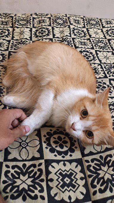 An orange and white cat looks up at the camera while a hand gently holds its paw, lounging on a geometric patterned tile/blanket.