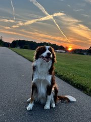 A small brown and white dog sitting on a paved path at sunset, looking to the side with the sun setting over a green field in the background.