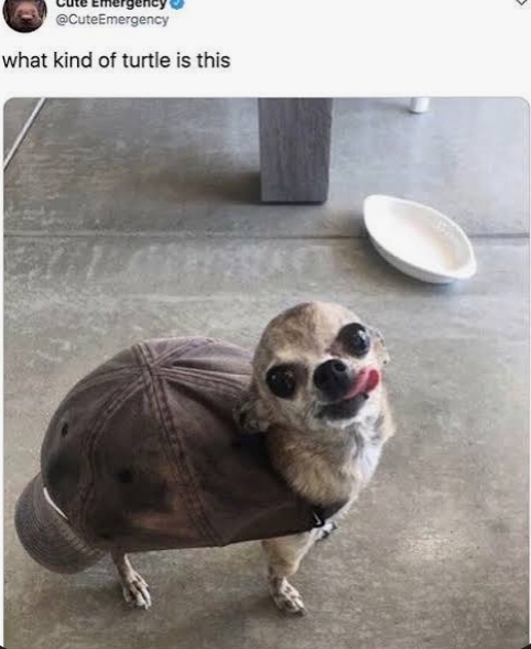 Twitter/X post by @CuteEmergency asking 'what kind of turtle is this' featuring a small dog wearing a brown turtle shell costume with its tongue sticking out.