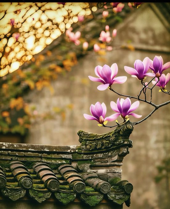 Pink magnolia flowers bloom above an ornate, moss-covered traditional tiled roof with curved eaves, set against a sunlit stone wall.