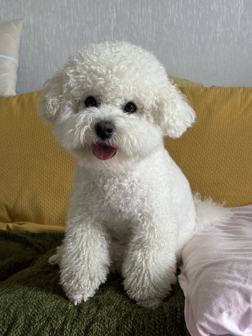 A fluffy white Bichon Frise sits happily on a yellow couch with its tongue out, perfectly matching the caption's lighthearted "落汤狗" (soaked dog) description, despite appearing quite dry and cheerful in the photo.
