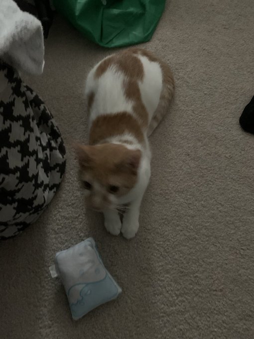 An orange and white cat sitting on a carpet next to a small blue pillow, looking downward near a black and white houndstooth-patterned object.