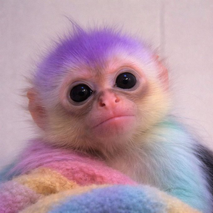 A close-up of a baby monkey with pastel-dyed purple, pink, yellow, and blue fur wrapped in a matching colorful blanket.