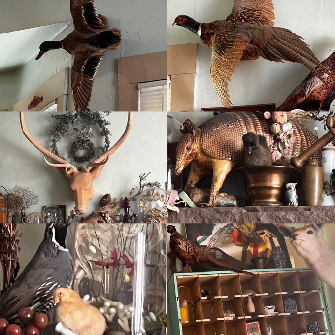 A four-panel collage shows various taxidermy animals and decorative items, including ducks in flight, a deer head with antlers, an armadillo, and birds, displayed on walls and shelves.