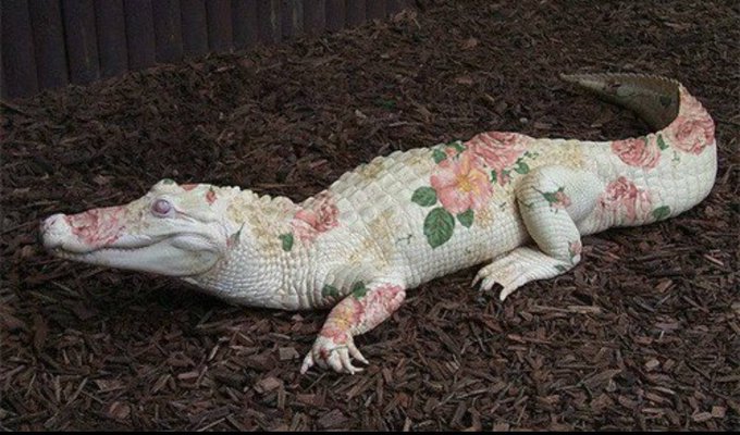 A white alligator (leucistic) with a unique floral pattern of pink roses and green leaves painted on its scales rests on dark mulch.