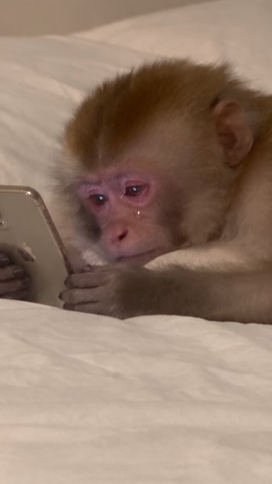 A baby monkey lies on a bed, holding a smartphone and appearing to cry with tears visible on its face.