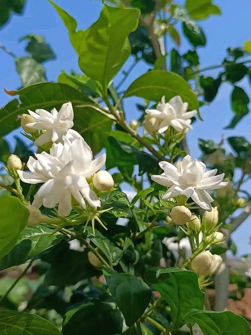 The image features a close-up view of white flowers with green leaves, likely jasmine or lavender, growing from a tree branch. The flowers are in full bloom, creating an attractive display against the backdrop of a clear blue sky. The photo is taken from a low angle, which emphasizes the height and beauty of the flowers as they reach towards the sky.