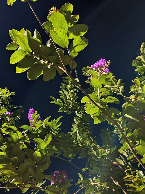 A flowering plant with vibrant green leaves and clusters of bright magenta blossoms is illuminated against a dark night sky, evoking a sense of growth and quiet possibility. The imagery mirrors the post's message about nurturing ideas, suggesting that even a single bloom—like one good idea—can flourish when given the right environment to thrive.