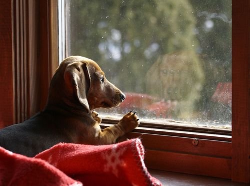 A beagle dog sits looking out a rainy window, resting its paw on the sill above a red blanket.
