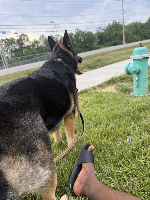 A German Shepherd dog on a leash standing on grass, looking toward a green fire hydrant, with a person's foot in a sandal visible in the foreground.