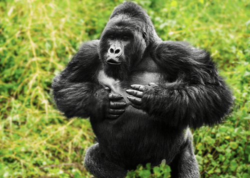 A black-and-white edited photograph of a large silverback gorilla standing against a green foliage background, appearing to clench its fists in a muscular pose.