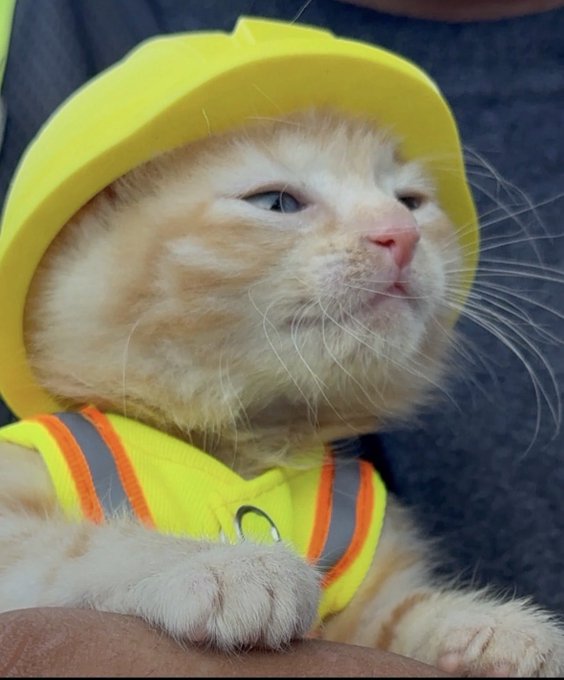 A ginger cat dressed in a yellow construction hard hat and high-visibility safety vest lounges contentedly on someone's arm. The image ties to the post by humorously framing the cat as a laid-back "builder cat" for the $SUE token.