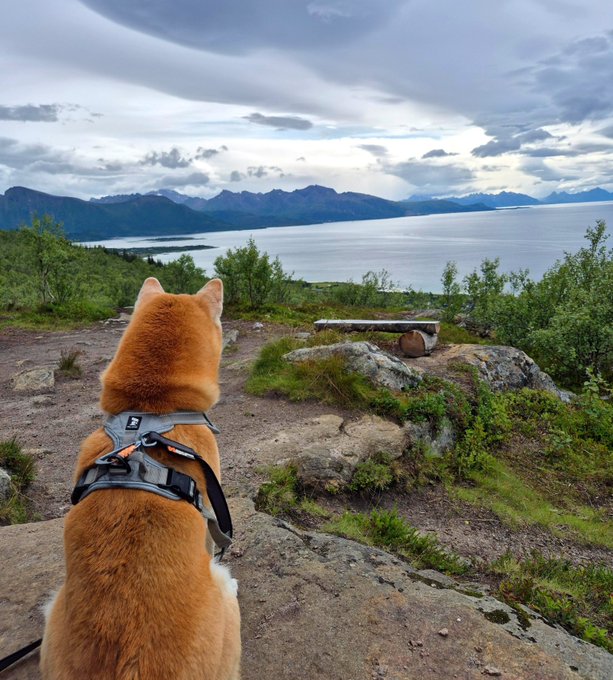A Shiba Inu wearing a gray and orange harness sits on a rocky overlook, gazing out over a vast fjord flanked by distant mountains beneath a cloudy sky. The serene, expansive landscape mirrors the caption's "fluffy philosopher" contemplating the grand view and the future of all good boys.